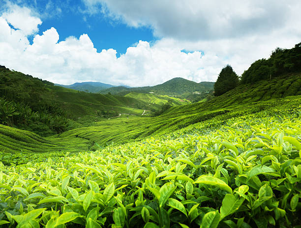 istock Yea plantation in Cameron highlands, Malaysia 121075183