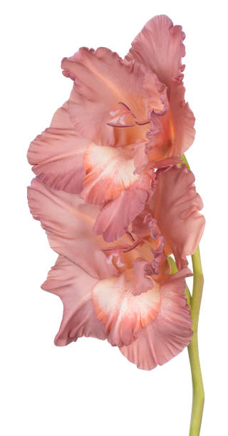 flor aislada - gladiolus single flower isolated white fotografías e imágenes de stock