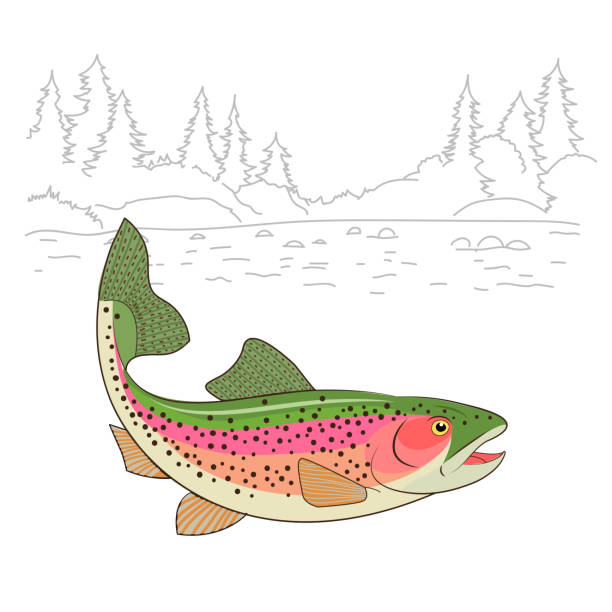 emotka wędkarska. rainbow pstrąg ryb realistyczny rysunek ilustracja wektor. - trout fishing stock illustrations