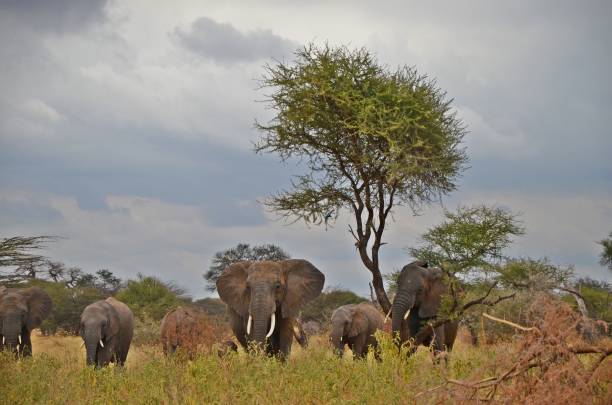 istock Herd of elephants in the savannah 1210752461