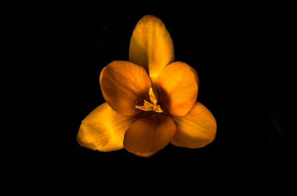 istock Hyacinth flower on black background 1210753327