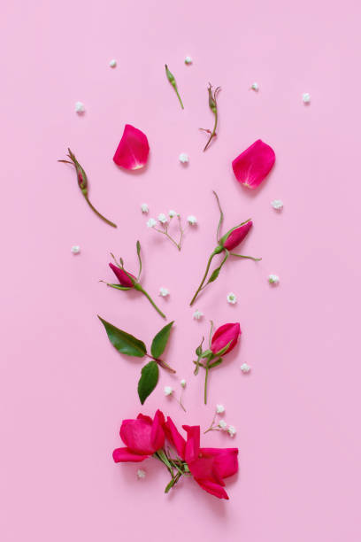 istock Flowers and petals on a light pink background 1210753525