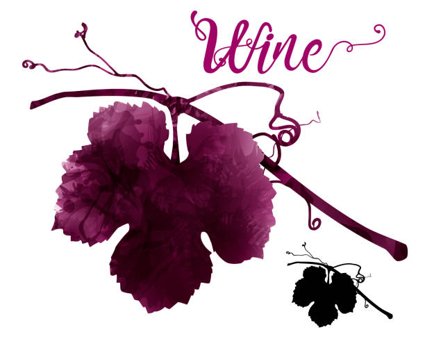 ilustraciones, imágenes clip art, dibujos animados e iconos de stock de ilustración de la vid con zarcillos. ilustración artística con manchas de vino tinto. - vine label grape wine