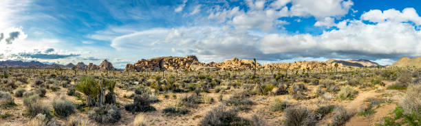 istock landscape with joshua trees in the desert 1210754977