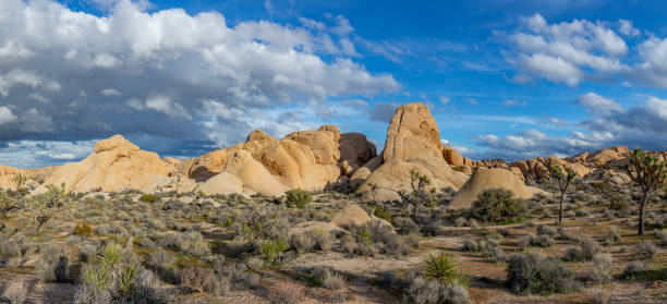 istock landscape with joshua trees in the desert 1210755060