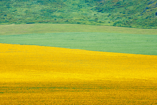 Agricultural crops.\nEast Kazakhstan region. Kazakhstan.