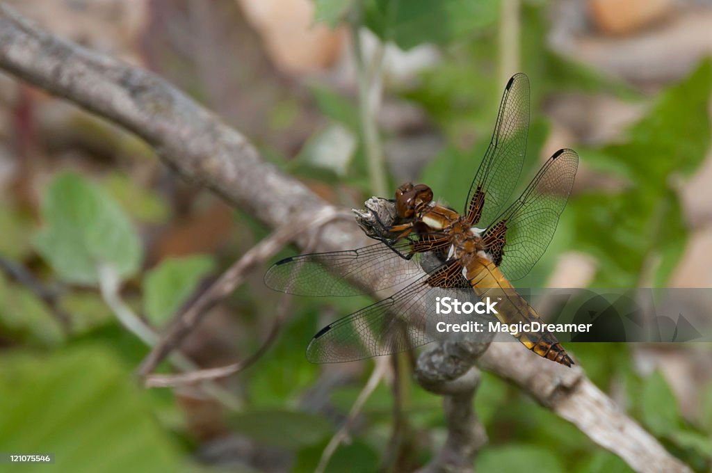 Libelle (Depressed Dragonfly) Female dragonfly Broad-bodied Chaser (Libellula depressa) sitiing on a small twig. Abdomen Stock Photo