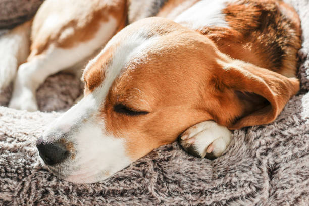 istock Young Beagle durmiento in his basket 1210759308