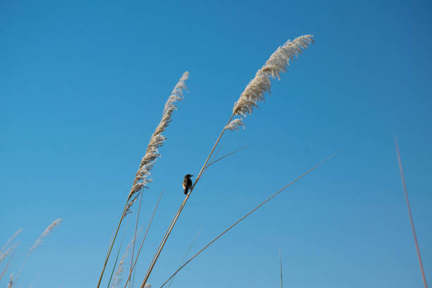 istock Single, little black bird on reed with blue sky background. Birdwatching in the okovango river delta, Botswana 1210759643