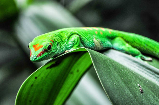 istock Green Geko lizard with orange head on a green leaf 1210759669