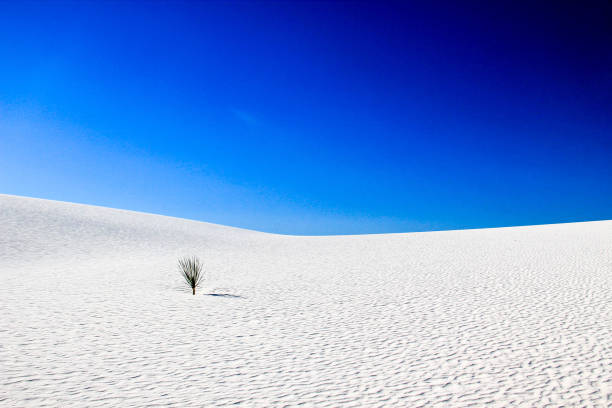 A Yucca plant on a sand dune - White Sands National Monument, New Mexico, USA.