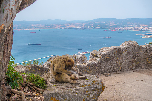 A Barbary Macaque, Macaca sylvanus, often mistakenly called Barbary Ape, although it is a tailless monkey,lying on the Rock of Gibraltar, where it has lived as an introduced species for centuries