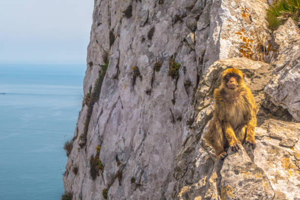istock Monkey throning on cliff in Gibraltar bathing in the sun 1210761456