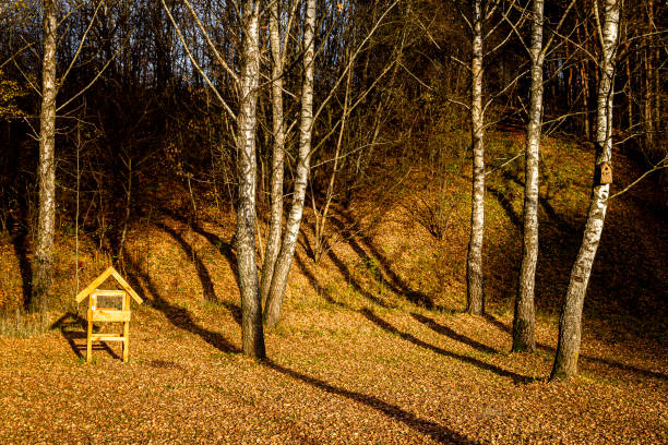 Large bird feeder in autumn birch forest. Autumn landscape.