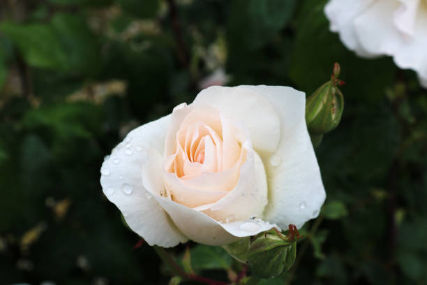 istock Pink rose in garden 1210764692