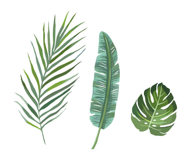 熱帯植物の葉のセット。ベクトルの図 - fern textured nature tree点のイラスト素材／クリップアート素材／マンガ素材／アイコン素材