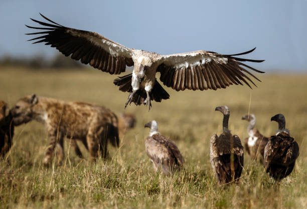 istock Asian vulture landing in the wild. 1210767955