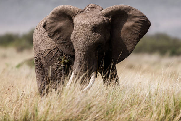 istock African elephant walking in the wild. 1210768069