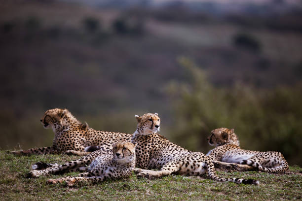 Group of Masai Mara cheetahs relaxing in grass.