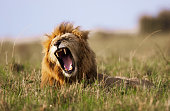 Lion's roar in nature.