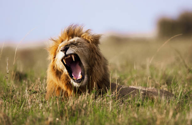 Lion's roar in nature. Lion roaring in the wild. Copy space. roaring stock pictures, royalty-free photos & images