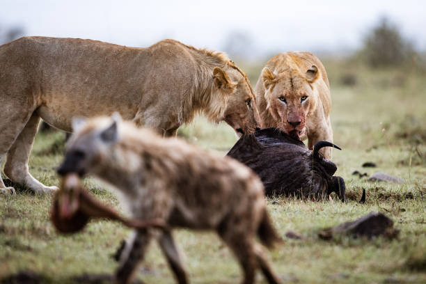 istock Lions eating their pray around hungry hyenas. 1210768330