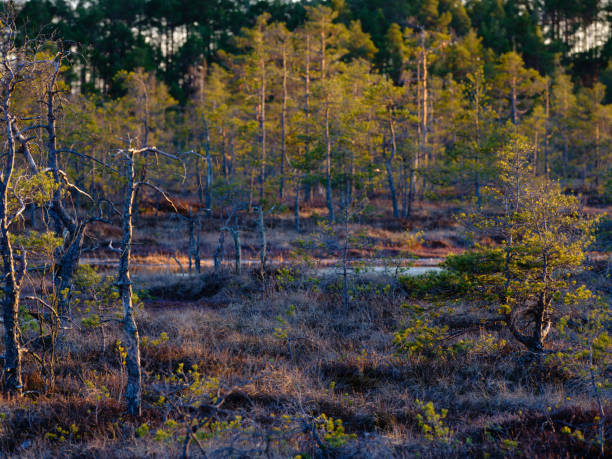 istock Marsh in Spring with birch trees in the background 1210768361