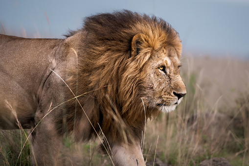 Male lion walking through Masai Mara wilderness.