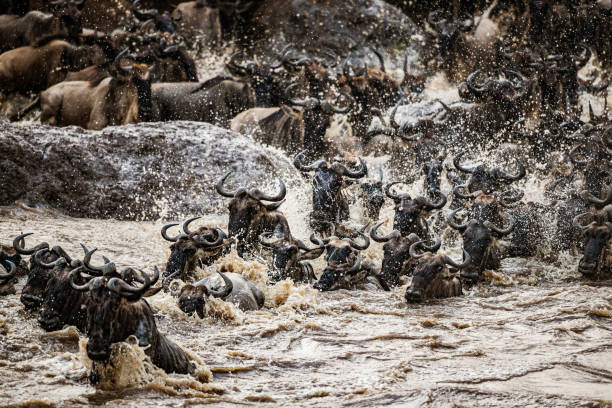 istock Great wildebeest migration in Masai Mara. 1210768391