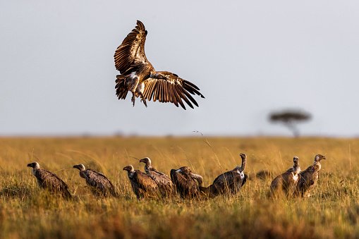 Large group of griffon vultures in the wild. Copy space.