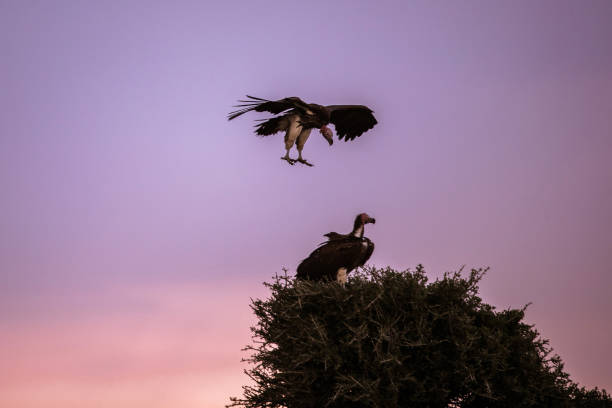 Griffon vulture flying at sunset.