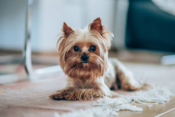 portrait of yorkshire terrier dog - dog puppy lying down looking at camera imagens e fotografias de stock