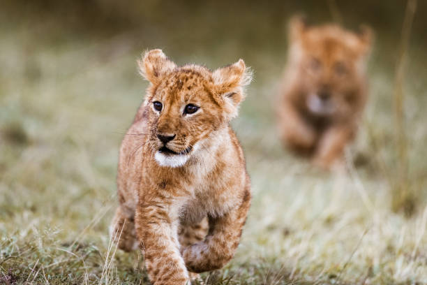 istock Cute lion cub walking in grass in the wild. 1210769309