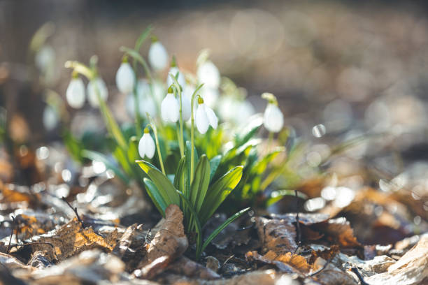 istock Beautiful magic snowdrops in spring forest. Scenic view of the spring forest with blooming flowers. White blooming snowdrop folded or Galanthus plicatus in the forest background 1210769330
