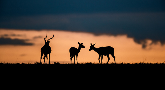 Silhouettes of antelopes in Masai Mara at sunset. Copy space.