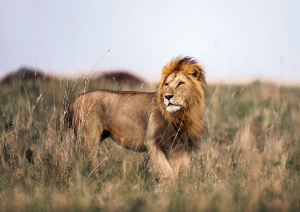 lion mâle dans le parc national de masai mara. - étendue sauvage état sauvage photos et images de collection