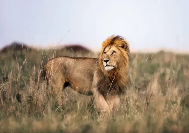 Male lion in Masai Mara wilderness. Copy space.
