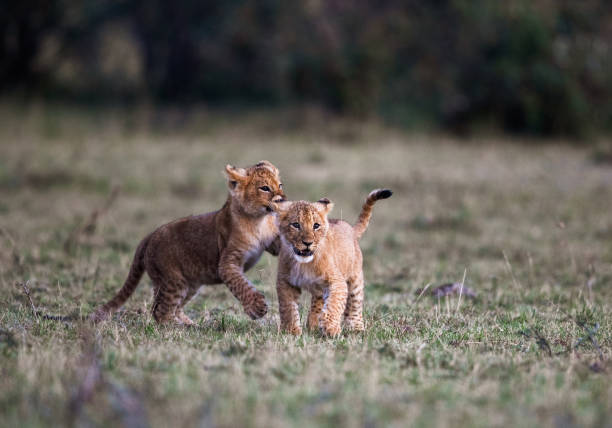 cachorros de león jugando en la naturaleza. - masai mara national reserve masai mara lion cub wild animals fotografías e imágenes de stock