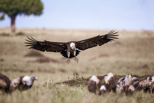 istock Group of Eurasian griffon vultures in nature. 1210769685