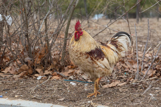 istock Rooster in grass among woods outdoors 1210769732