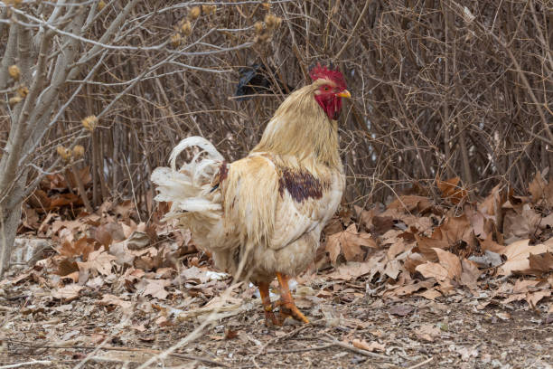 istock Rooster in grass among woods outdoors 1210769749