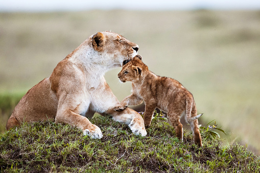 Affectionate lioness with her cub in the wild. Copy space.