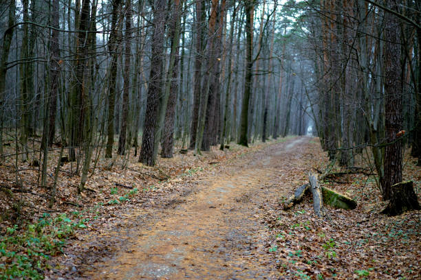 Late autumn in the forest. Forest trail.