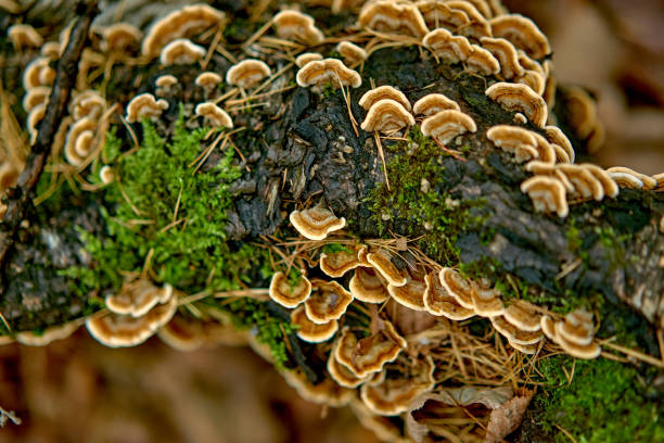 istock Mushrooms in the trees. 1210771033