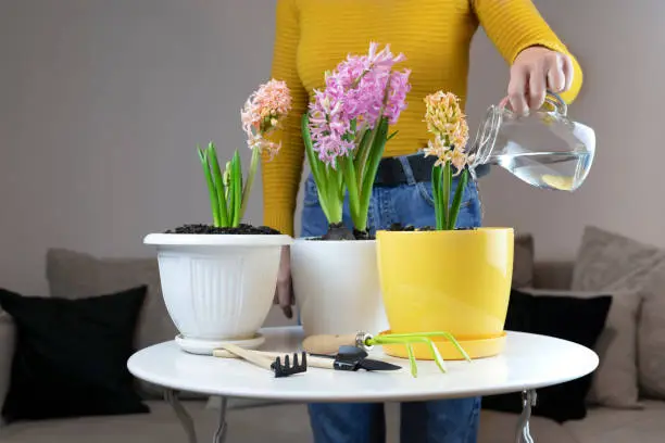 a woman in a yellow sweater at home pours transplanted hyacinth with water on a white table. modern interior with many plants.