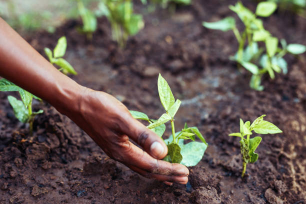 istock Gardening grows the spirit 1210772374