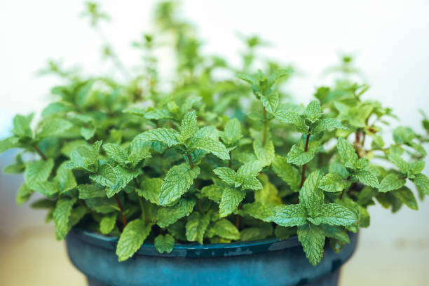 istock You can never have too many plants in your home 1210772379