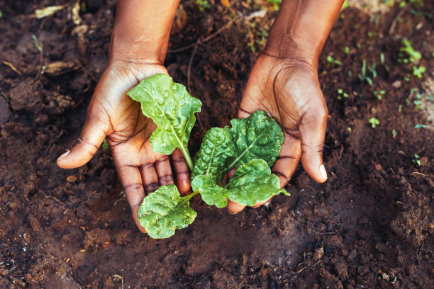 grow plants for a better tomorrow - vegetable green close up agriculture imagens e fotografias de stock