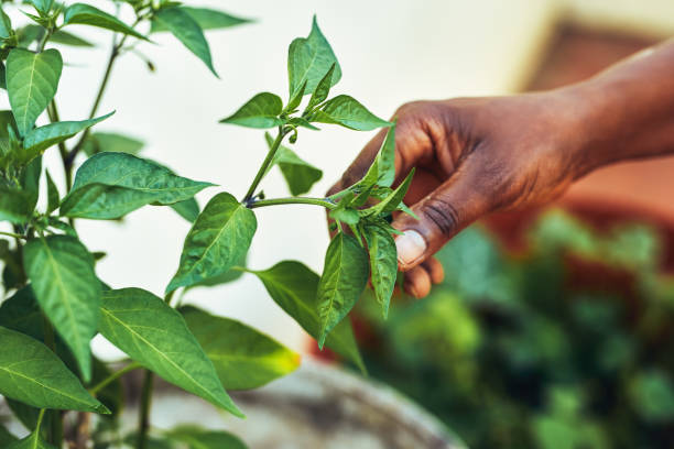 istock A gentle and nurturing hand does a world of good 1210772396