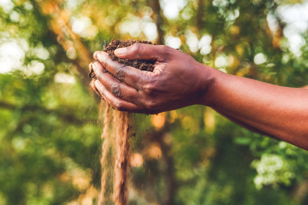 Count your wealth by the richnesses of your soil Cropped shot of an unrecognizable woman  holding a handful of soil outdoors farmer hands stock pictures, royalty-free photos & images